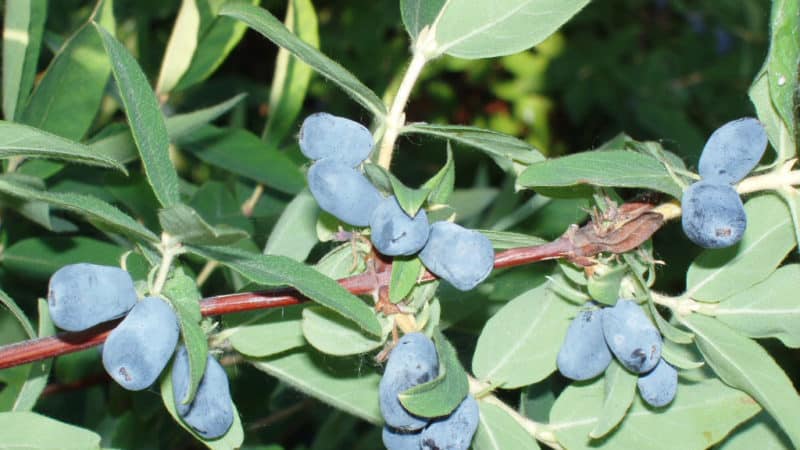 A selection of the best, tasty and sweet honeysuckle varieties for growing in different regions