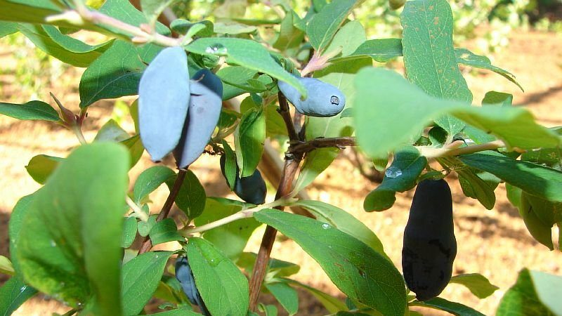 Top best honeysuckle varieties for the Urals: what are the features of choosing a variety and growing it in this region