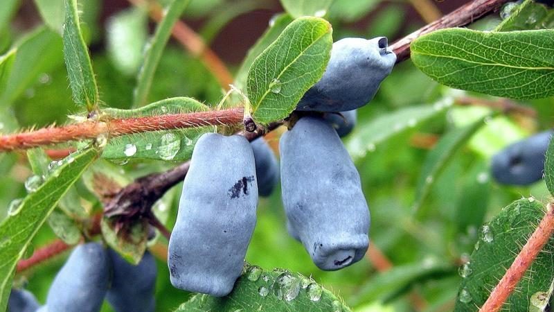 The best varieties of honeysuckle for the Leningrad region and recommendations for choosing the right one