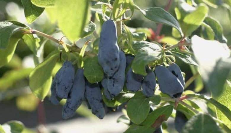 Frost-resistant honeysuckle variety Pavlovskaya with large sweet berries
