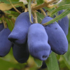 Frost-resistant honeysuckle variety Pavlovskaya with large sweet berries
