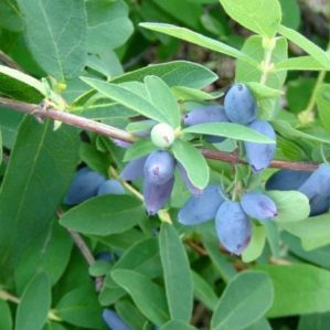 Frost-resistant honeysuckle variety Pavlovskaya with large sweet berries
