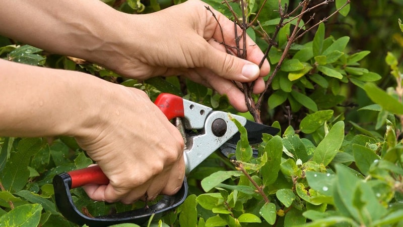 Spring treatment of honeysuckle from pests and diseases