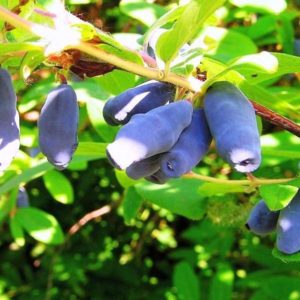 When does honeysuckle ripen in different regions?