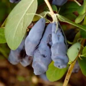 Early ripening variety of honeysuckle Blue Cliff