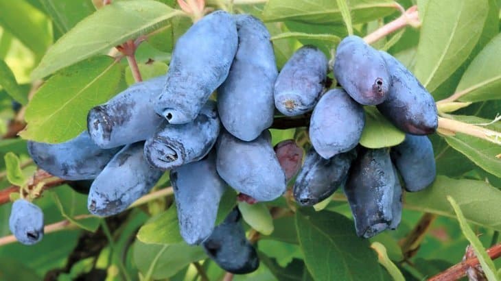 Early ripening variety of honeysuckle Blue Cliff