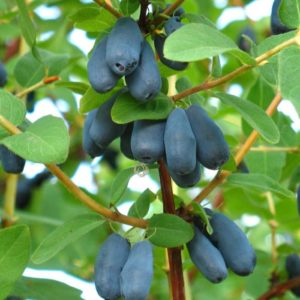 Harvest variety of honeysuckle Malvina with sweet and sour berries without bitterness