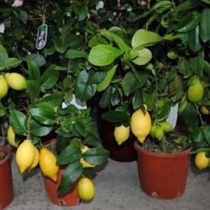 Instructions for caring for Pavlovsk lemon at home