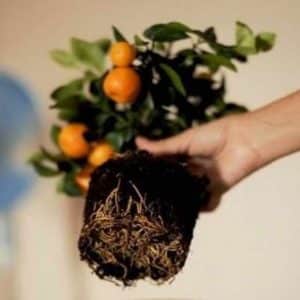 Step-by-step guide to replanting a tangerine tree at home