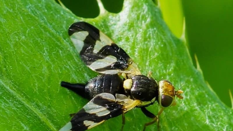 Pests and diseases of honeysuckle: signs of damage and methods of combating them
