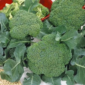 Description of broccoli Lord F1 with photos, reviews and growing recommendations