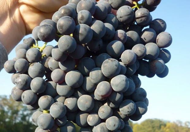 What are autochthonous grape varieties and which ones are the most popular?