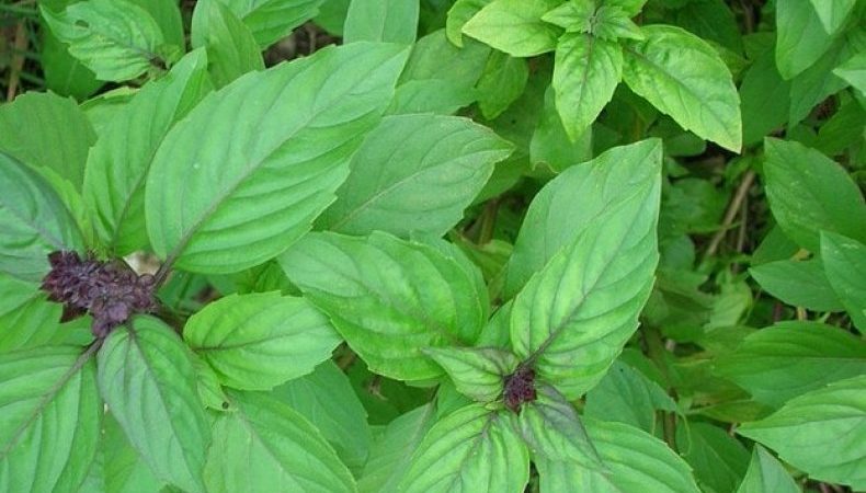 Variety of varieties of basil: description and characteristics of varieties