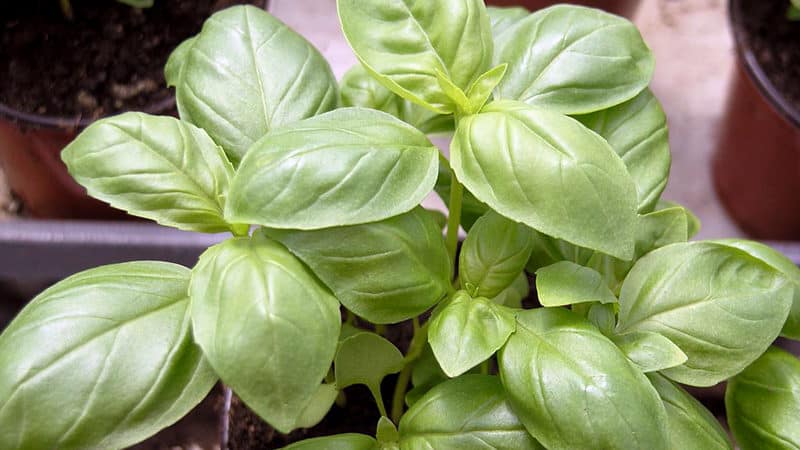 Lemon basil: description, cultivation, application