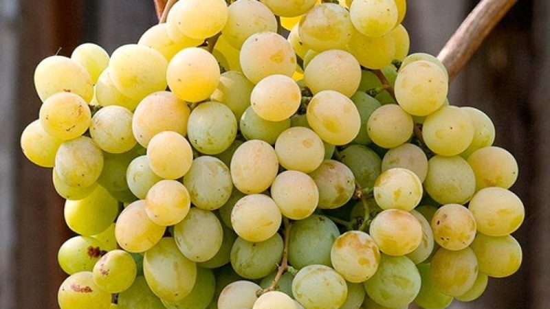 Hybrid grape Kesha - description and characteristics