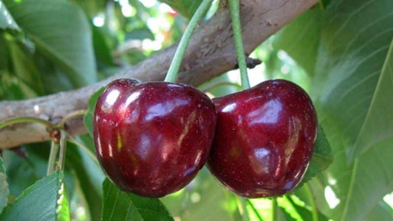 What is good about the Bull's Heart cherry variety and why you should try growing it