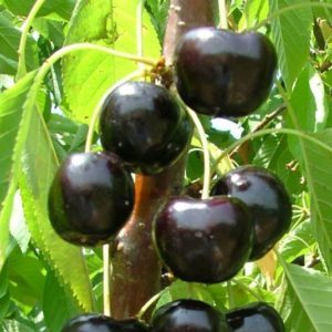 What is good about the Bull's Heart cherry variety and why you should try growing it