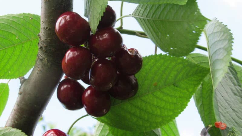 What is good about the Bull's Heart cherry variety and why you should try growing it