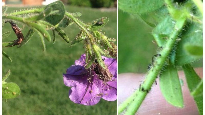 How dangerous are aphids on petunia and how to effectively fight them
