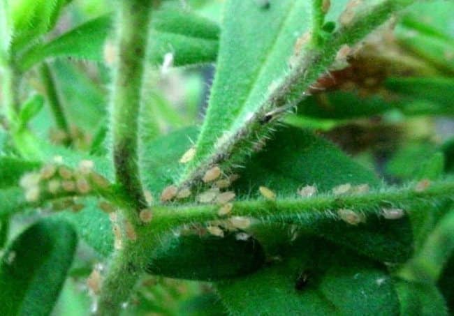 How dangerous are aphids on petunia and how to effectively fight them
