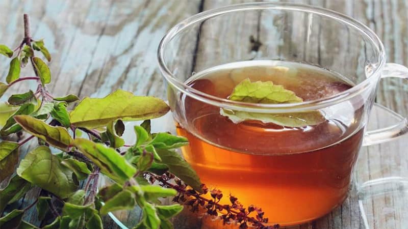 What are the benefits of basil tea and what are the most delicious recipes for brewing it?