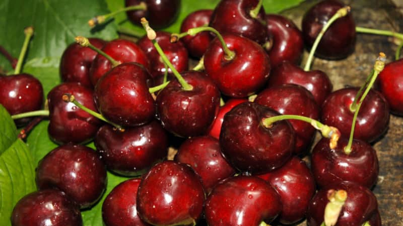 Sustainable and productive cherries Valery Chkalov: description of the variety and features of its cultivation