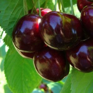 Sustainable and productive cherries Valery Chkalov: description of the variety and features of its cultivation