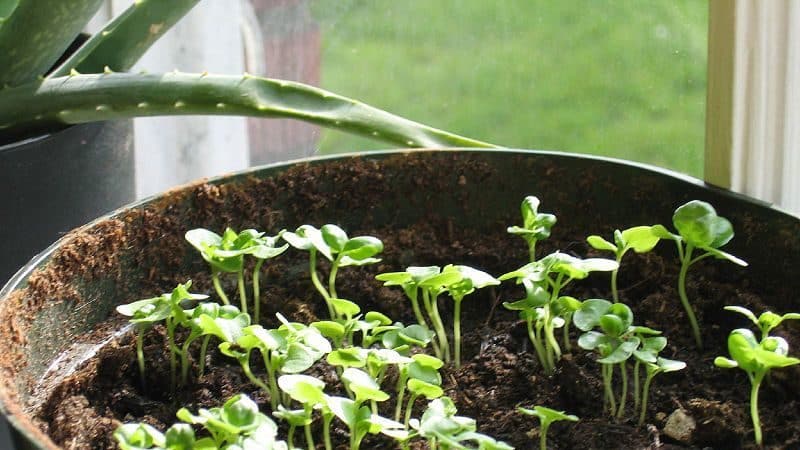 How many days after sowing does basil sprout and what should the sprouts look like?