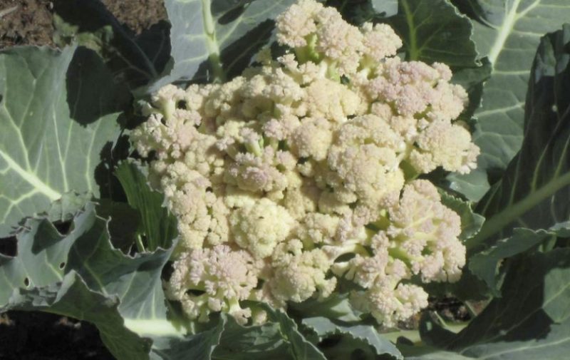 If cauliflower blooms, what to do with it and can it be eaten?