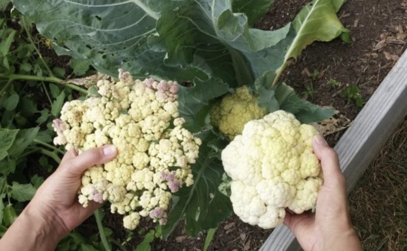 If cauliflower blooms, what to do with it and can it be eaten?