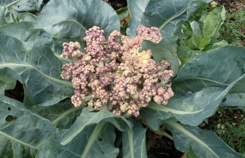If cauliflower blooms, what to do with it and can it be eaten?