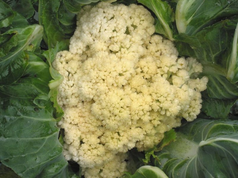 If cauliflower blooms, what to do with it and can it be eaten?