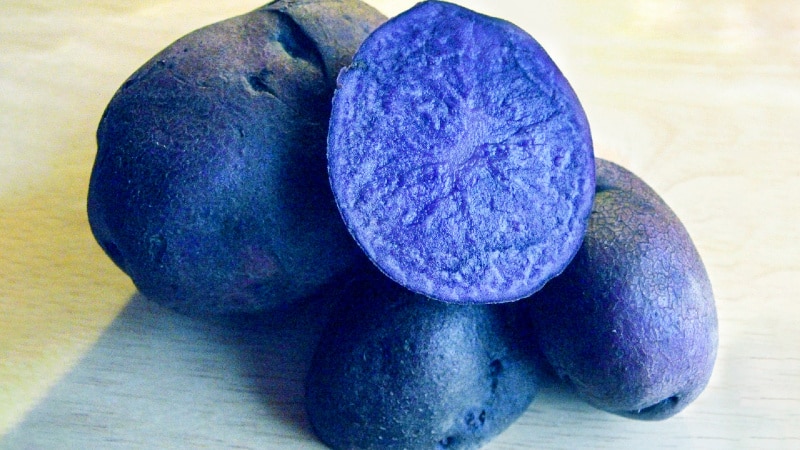 Useful properties, cultivation features and description of purple potato variety