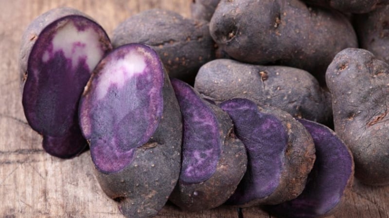 Useful properties, cultivation features and description of purple potato variety