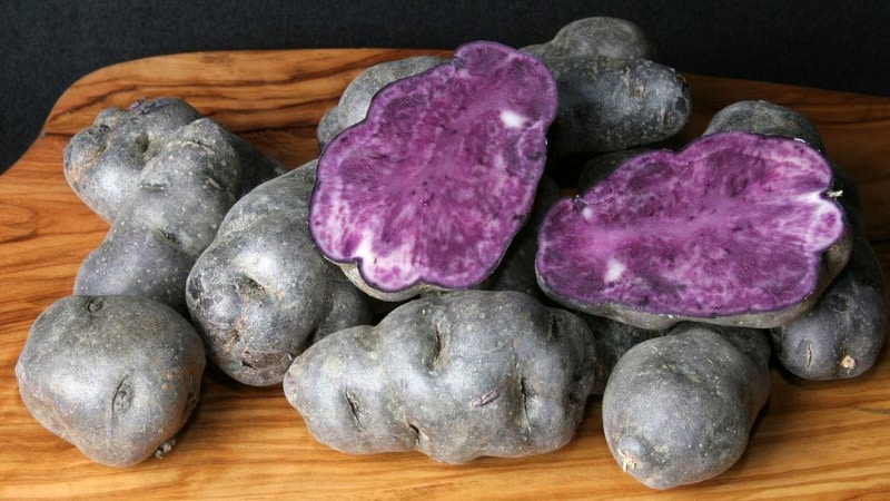 Useful properties, cultivation features and description of purple potato variety