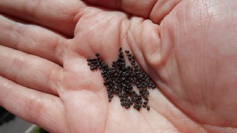 Transplanting and growing basil at home