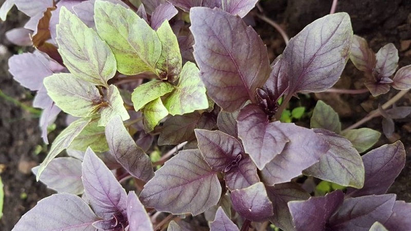 Purple basil: planting and care