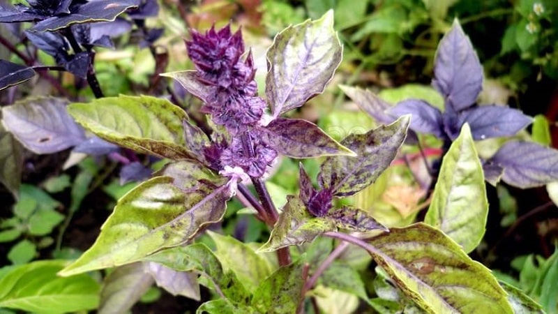 Purple basil: planting and care