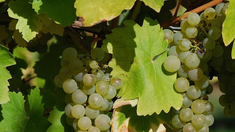 What French and Kuban grape varieties are cognac made from?