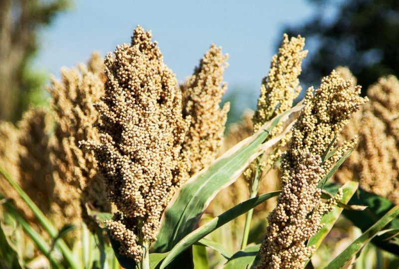Gaoliang - what is this plant and how is it used?