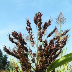 Gaoliang - what is this plant and how is it used?
