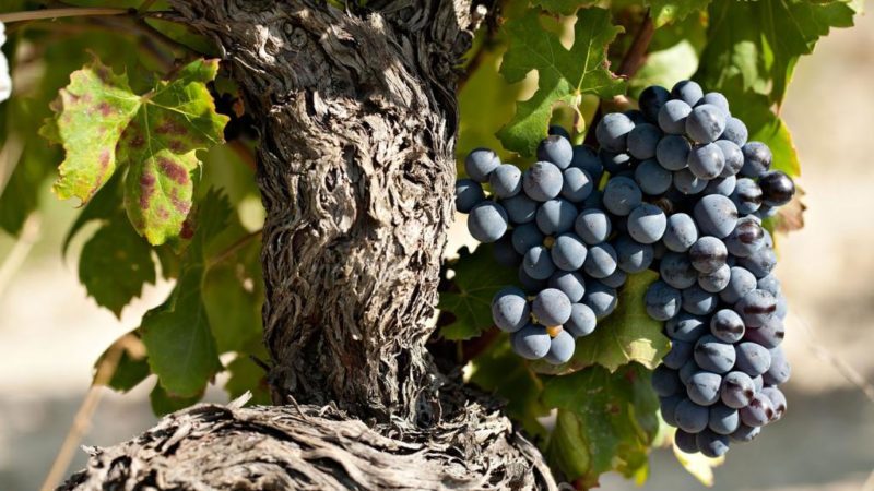Heat-loving, high-yielding grape variety Garnacha (Grenache)