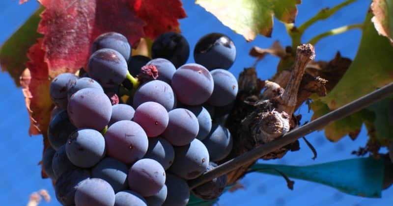 Heat-loving, high-yielding grape variety Garnacha (Grenache)