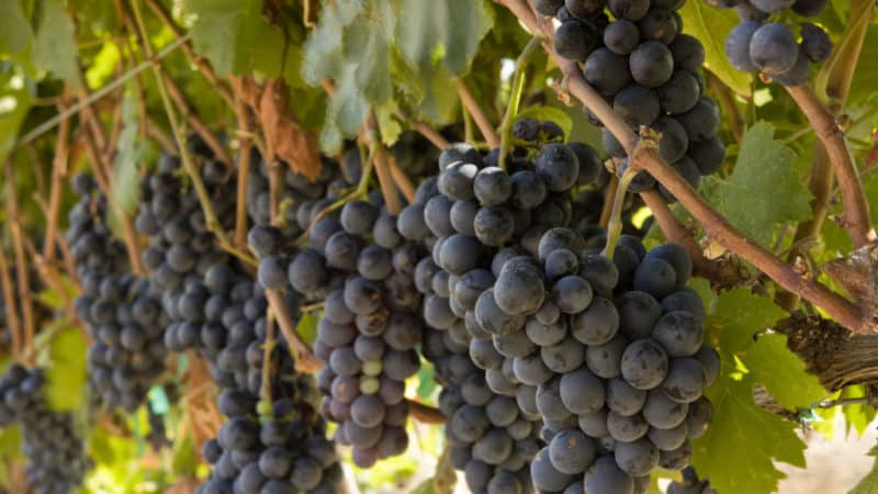 Heat-loving, high-yielding grape variety Garnacha (Grenache)