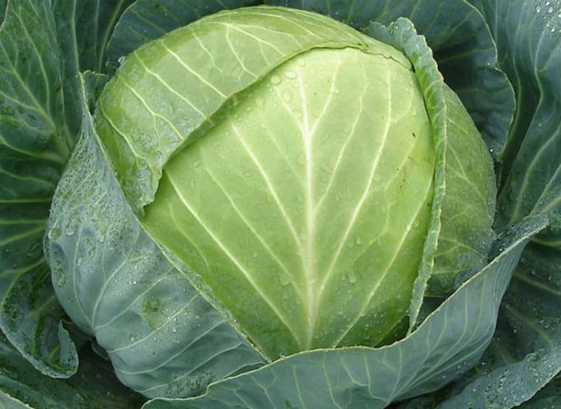 Stable mid-season cabbage hybrid Centurion f1