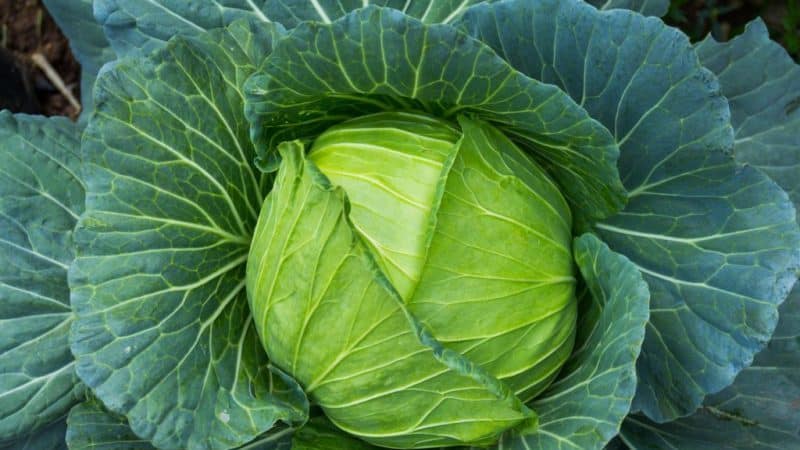 High-yielding hybrid of Vestri cabbage f1 with excellent taste