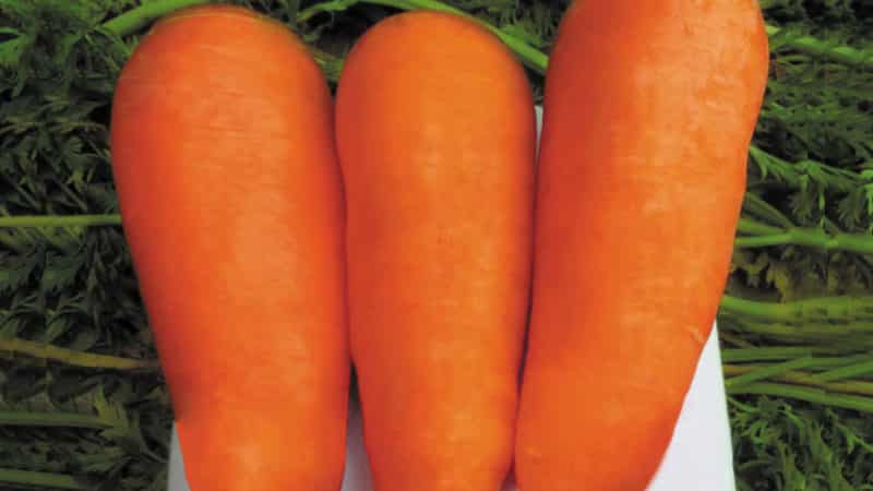 High-yielding carrot hybrid Boltex with excellent taste