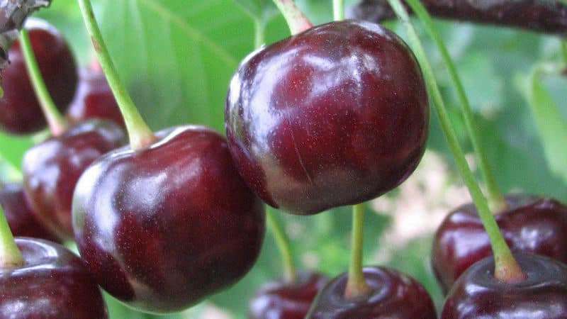 Hybrid of cherries and sweet cherries Miracle Cherry
