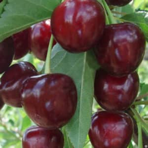 Hybrid of cherries and sweet cherries Miracle Cherry