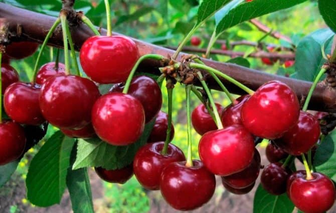 Hybrid of cherries and sweet cherries Miracle Cherry